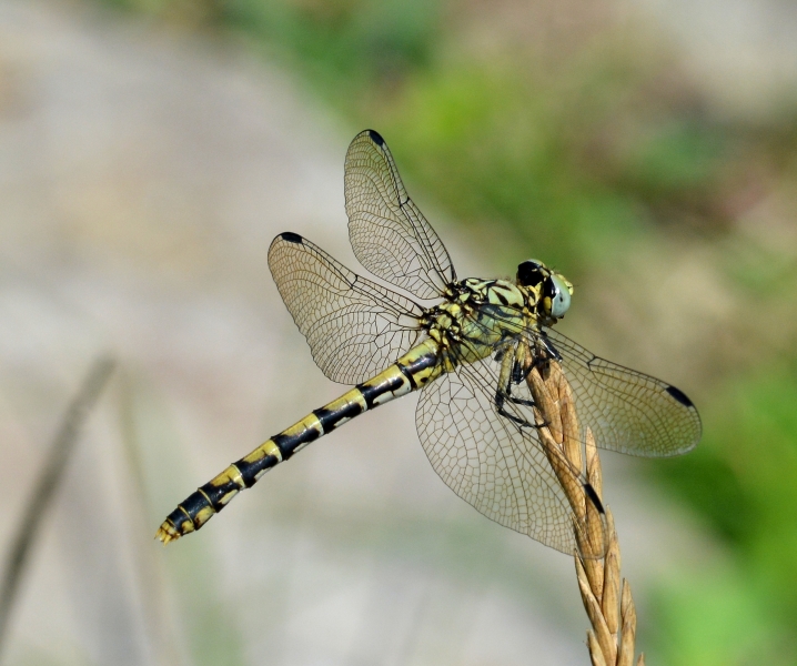 Onychogomphus forcipatus,  femmina